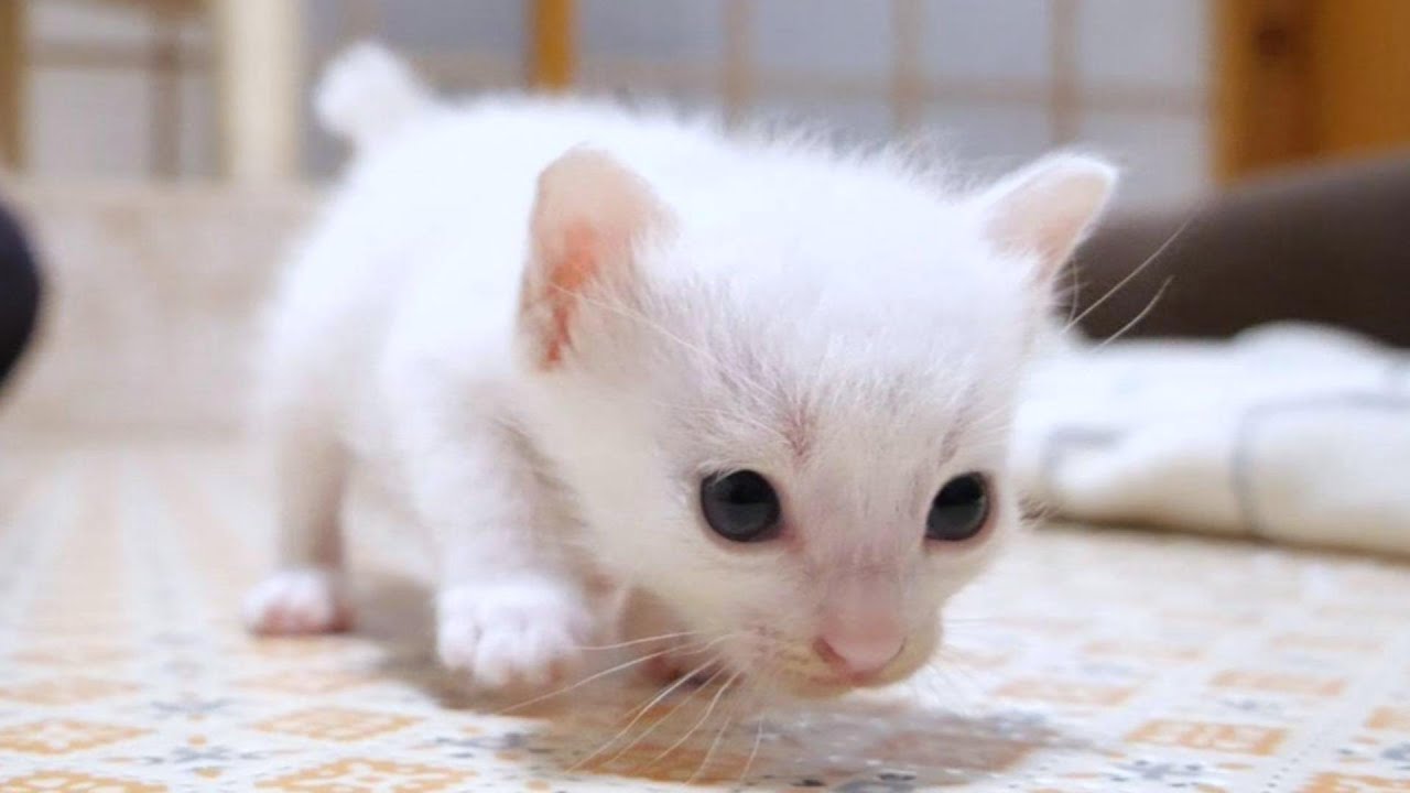 おてんば過ぎる白子猫に兄猫達は降参してしまいました【赤ちゃん猫　保護猫】