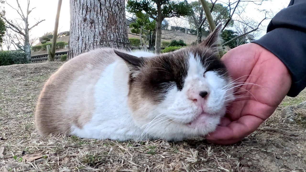 大きな木の下でくつろぐシャム猫ちゃんをモフる