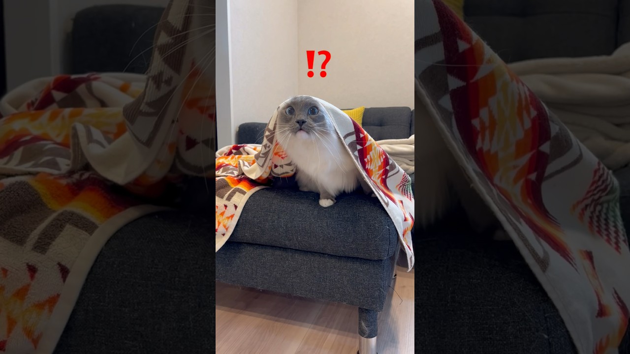 【出てくる猫】#ラグドール #猫 #cat #고양이 #ragdollcat  #猫動画 #癒し #ねこ動画  #shorts  #おもしろ動画 #かわいい猫 #大型猫 #cats #cutecat