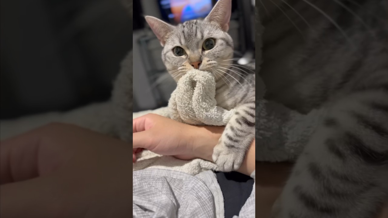 【猫動画】四六時中パパの腕に巻きつきたい猫‼︎ #shorts