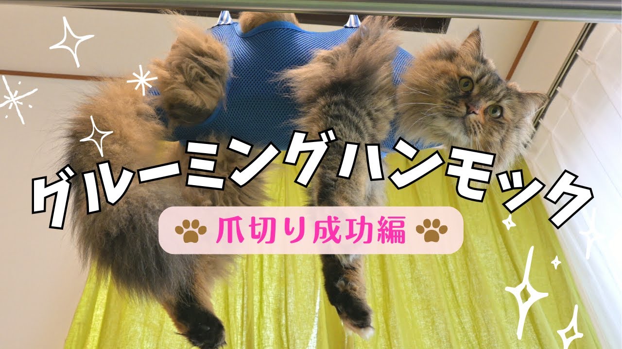 グルーミングハンモックで爪切りしてみた～成功編～【サイベリアン・多頭飼い】