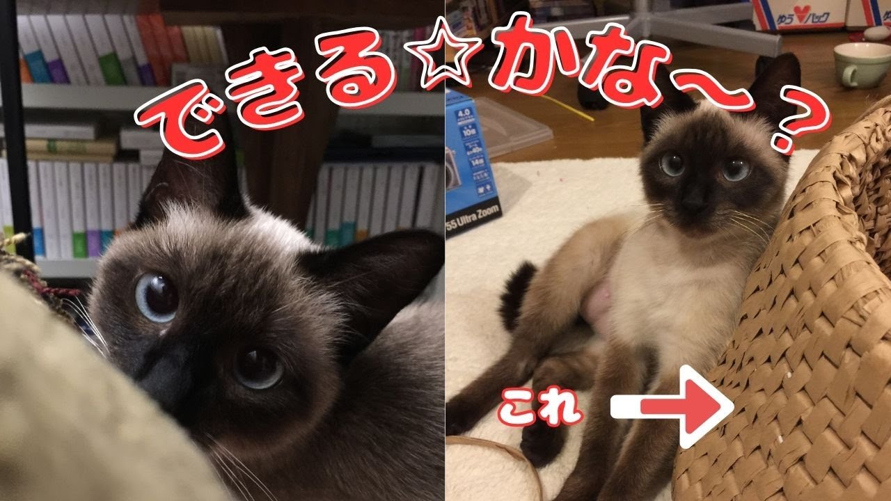うちの保護猫達の大好きな「猫○○○」💕ちびのシャムも元ボス猫もトラもモフモフぴーちゃんも大～好き。最初のが壊れたので、二つ目に挑戦。しかし不器用な私には中々大変で、手のひらが筋肉痛です💦