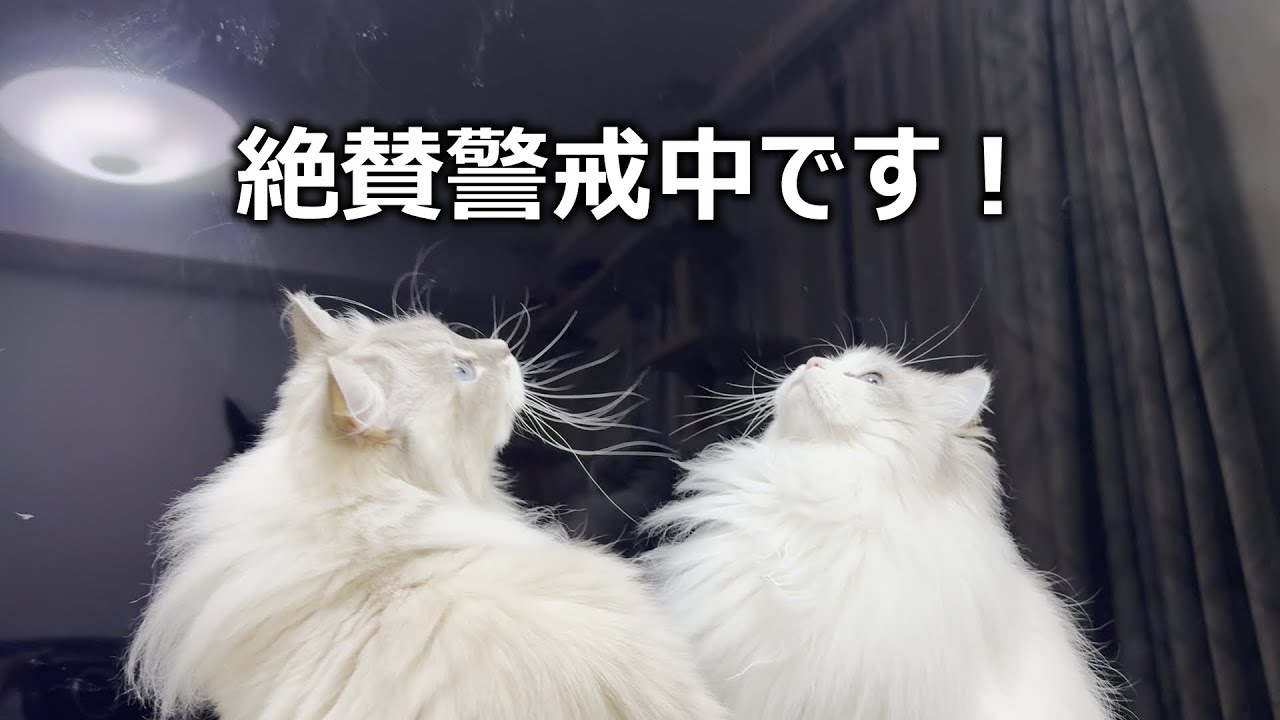 EP#345 お2人は突然の侵入者に絶賛警戒中です！