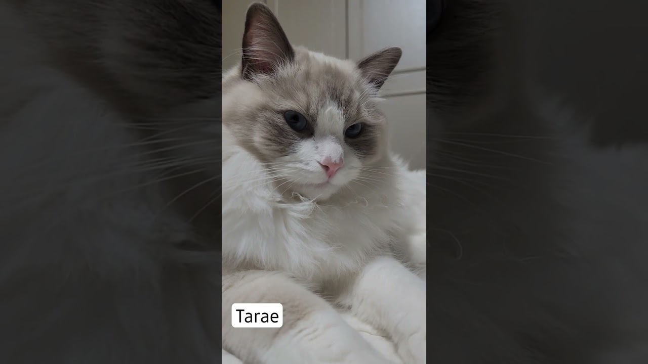 랙돌 타래 예쁜고양이 #고양이 #랙돌 #Ragdoll #개냥이 #아기고양이
