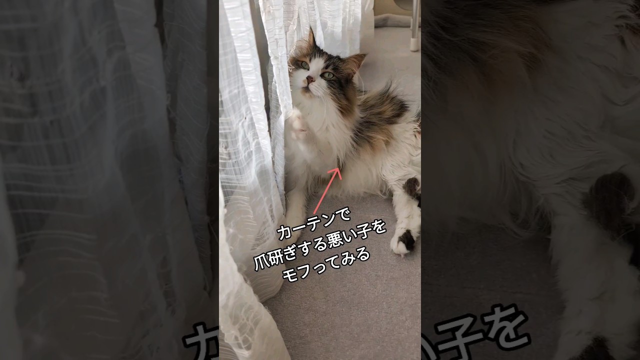 モフの刑#サイベリアン #cat #ねこ #shorts