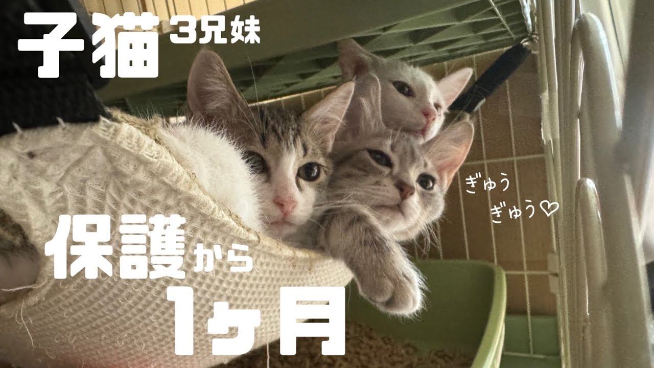 [子猫]保護から1ヶ月！ぎゅうぎゅうな3兄妹が可愛い🩷