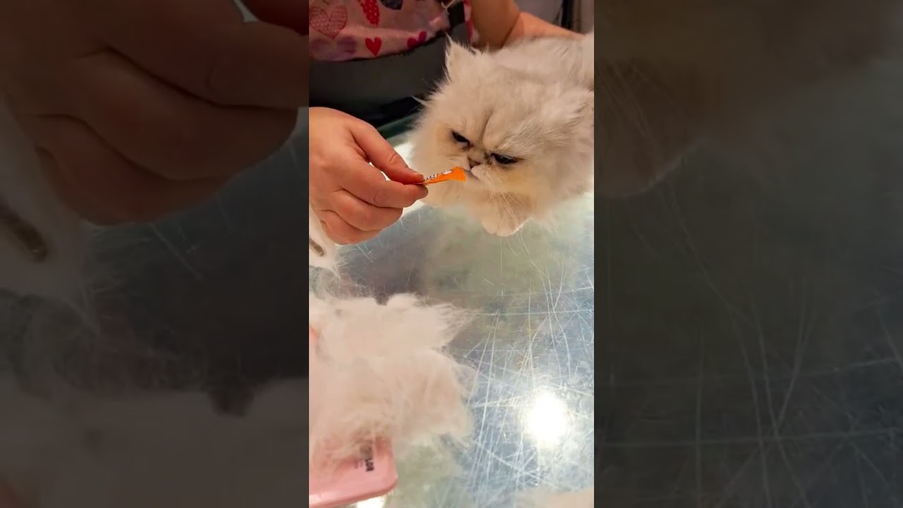 The power of dreamies lick paste. #catgroomer #catgrooming #dreamies #chinchillapersian