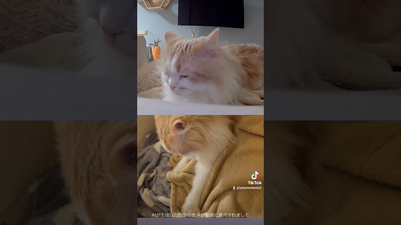 ねむねむ猫#ラガマフィン #猫のいる暮らし #shorts