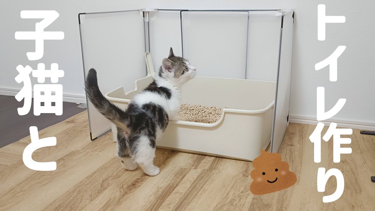 ケージから出た子猫のために2個目のトイレを置いたら喜んでくれました！
