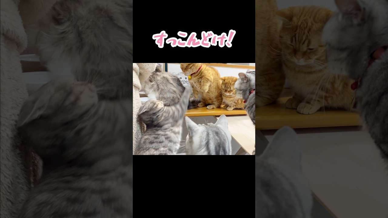 ビシ vs ビヨーン #猫 #マンチカン #shorts
