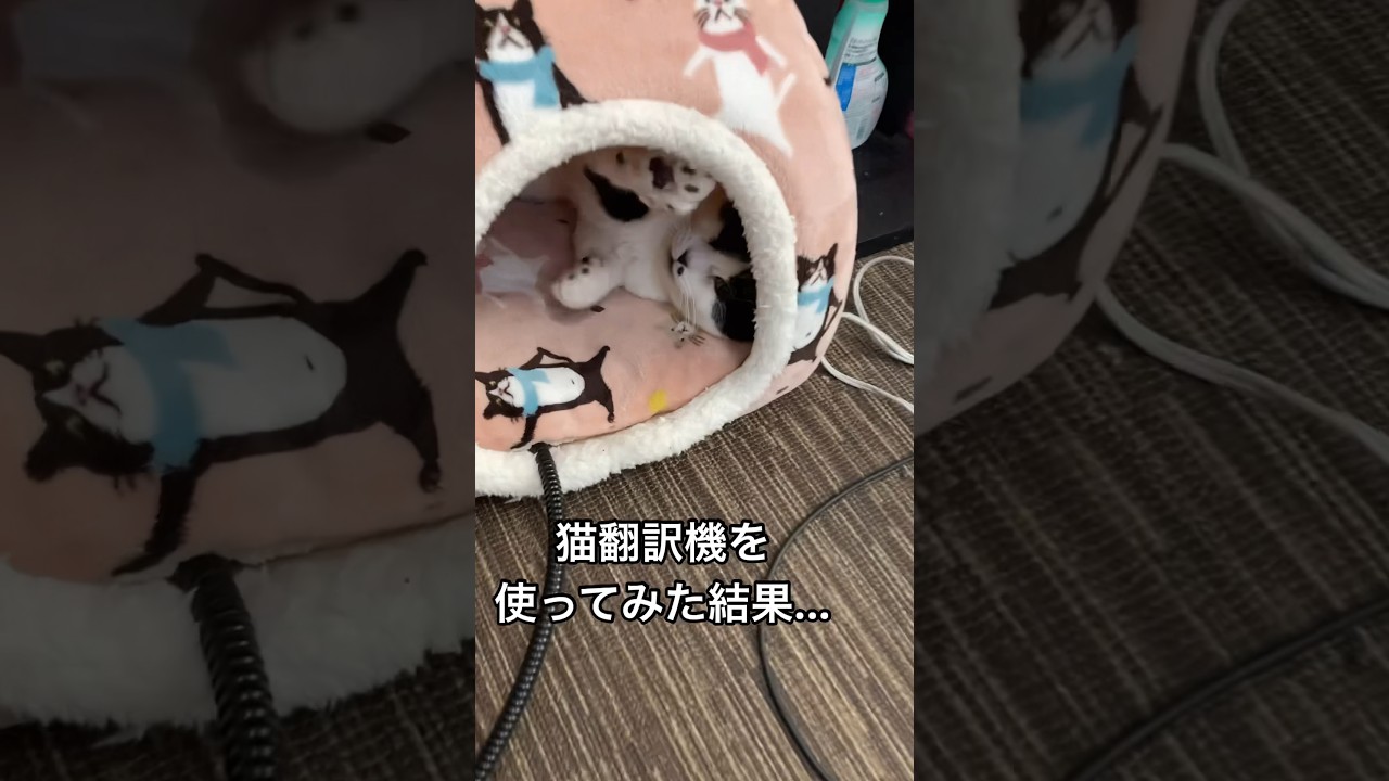 おはよって言っただけなのに😭　#猫　#ねこ　#スコティッシュフォールド