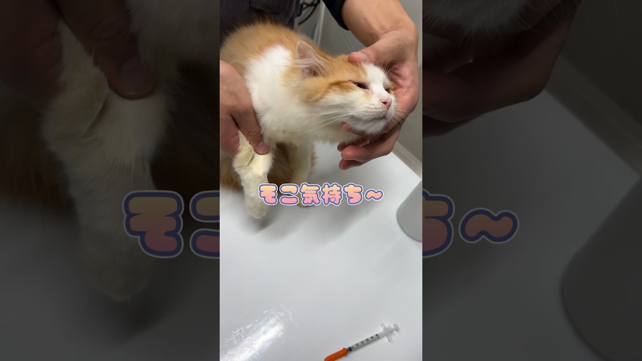 採血後撫でられて気持ち良さそうなサイベリアン
