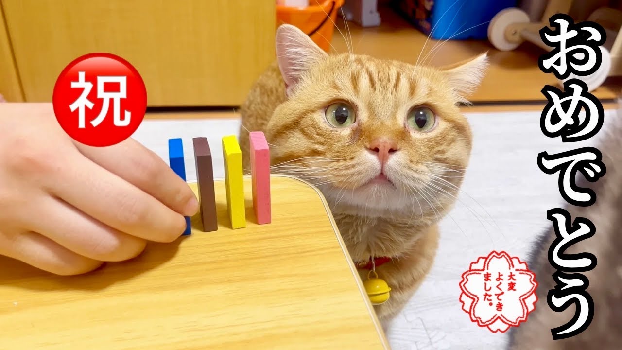 お祝いをしていたらテンションがあがっちゃった愛猫たちがかわいすぎました！ #猫 #マンチカン