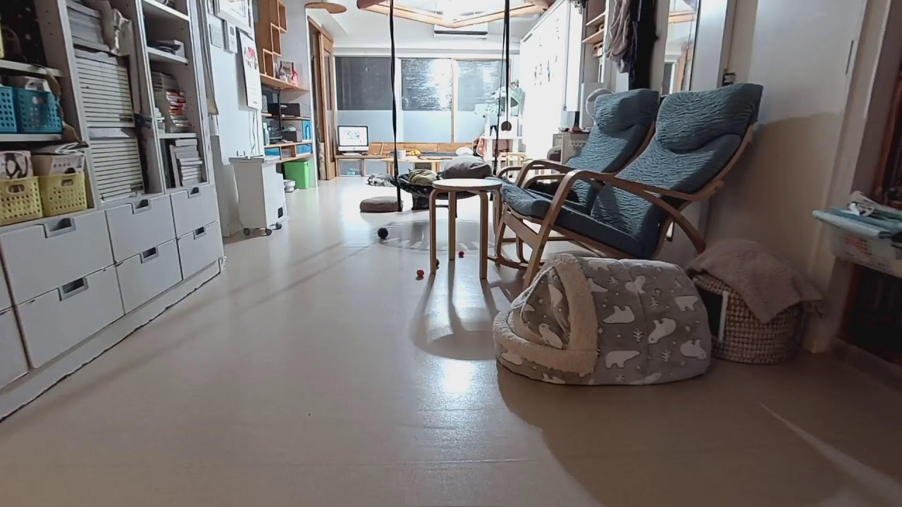 ■リビングの大人猫達■　202402018　12：55