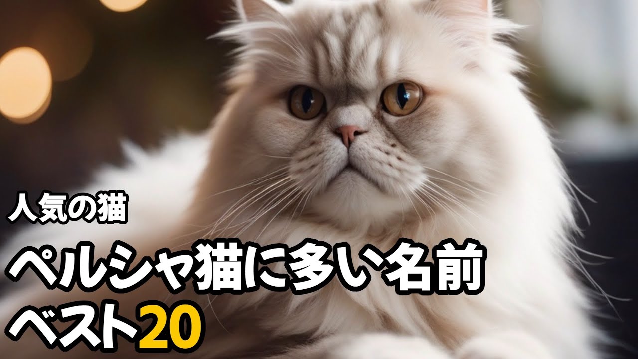 【人気の猫】ペルシャ猫に多い名前ベスト20