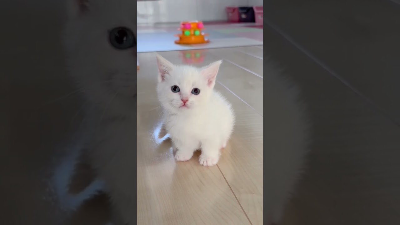 短足マンチカン女の子🩷 【お問合せ詳細は説明欄に記載あります】 #スクーカム #ブリーダー直販 #マンチカン #ミヌエット #ラパーマ #子猫 #子猫販売 #猫 #猫のいる暮らし #猫動画