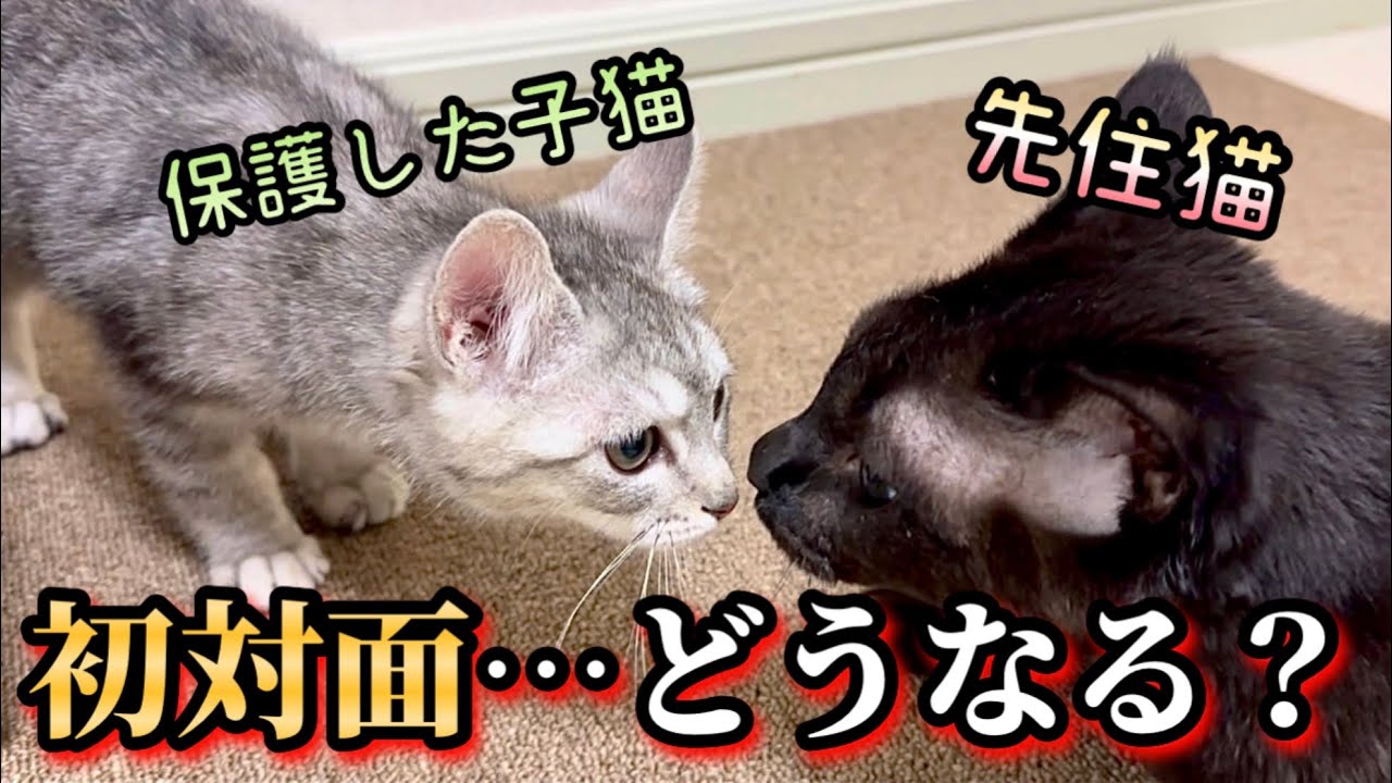 50匹の面倒を見てきた先住猫に保護した子猫を会わせてみた。