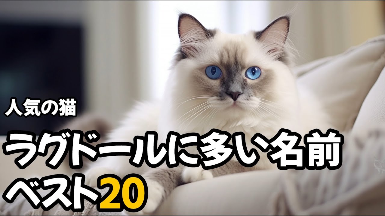 【人気の猫】ラグドールに多い名前ベスト20