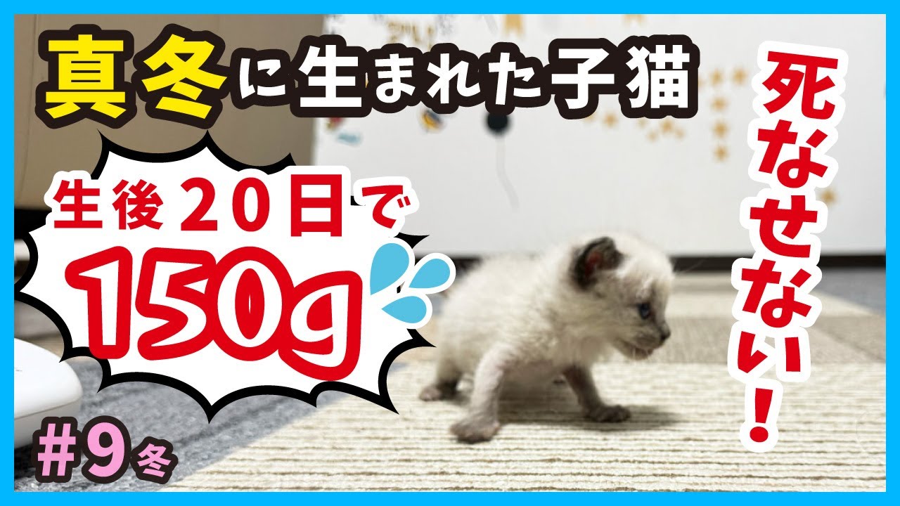 【絶対に負けない】真冬に保護した子猫がガリガリに‥。保護７〜９日目を振り返る。（冬9）