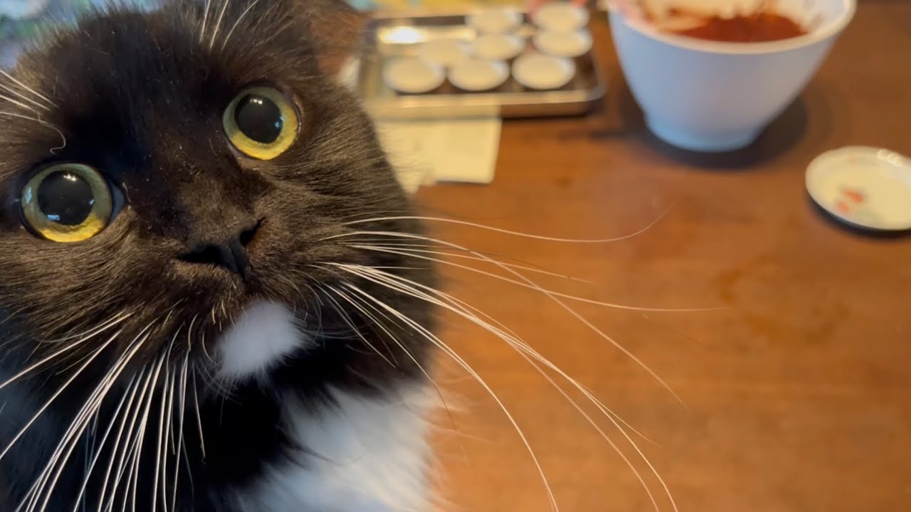 焼き菓子作りを見学に来るパン好きな猫　ラガマフィン　Cat observing sweets making