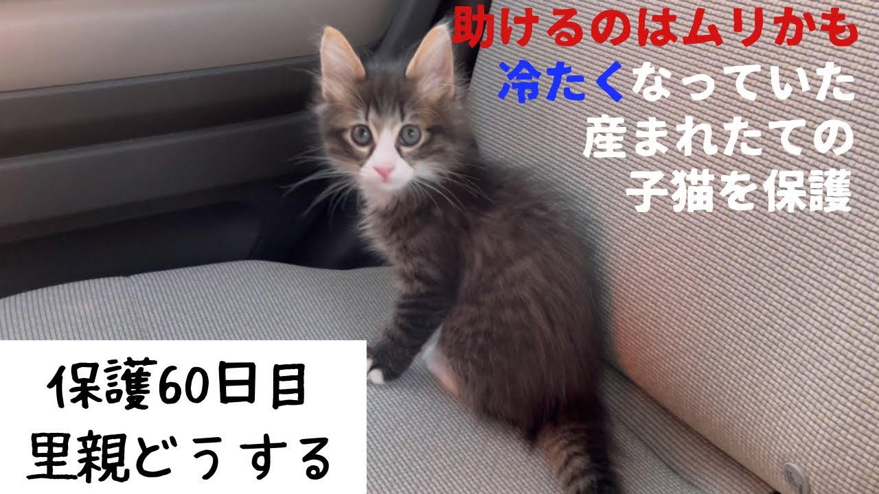 冷たくなっていた子猫の保護、60日目