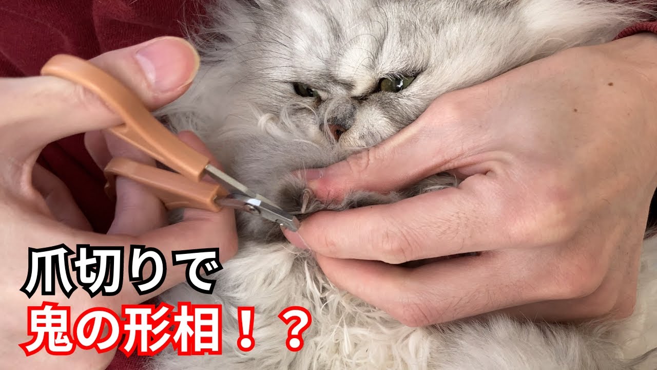 【ペルシャ猫】爪切りに挑戦！無事に切れるのか！？