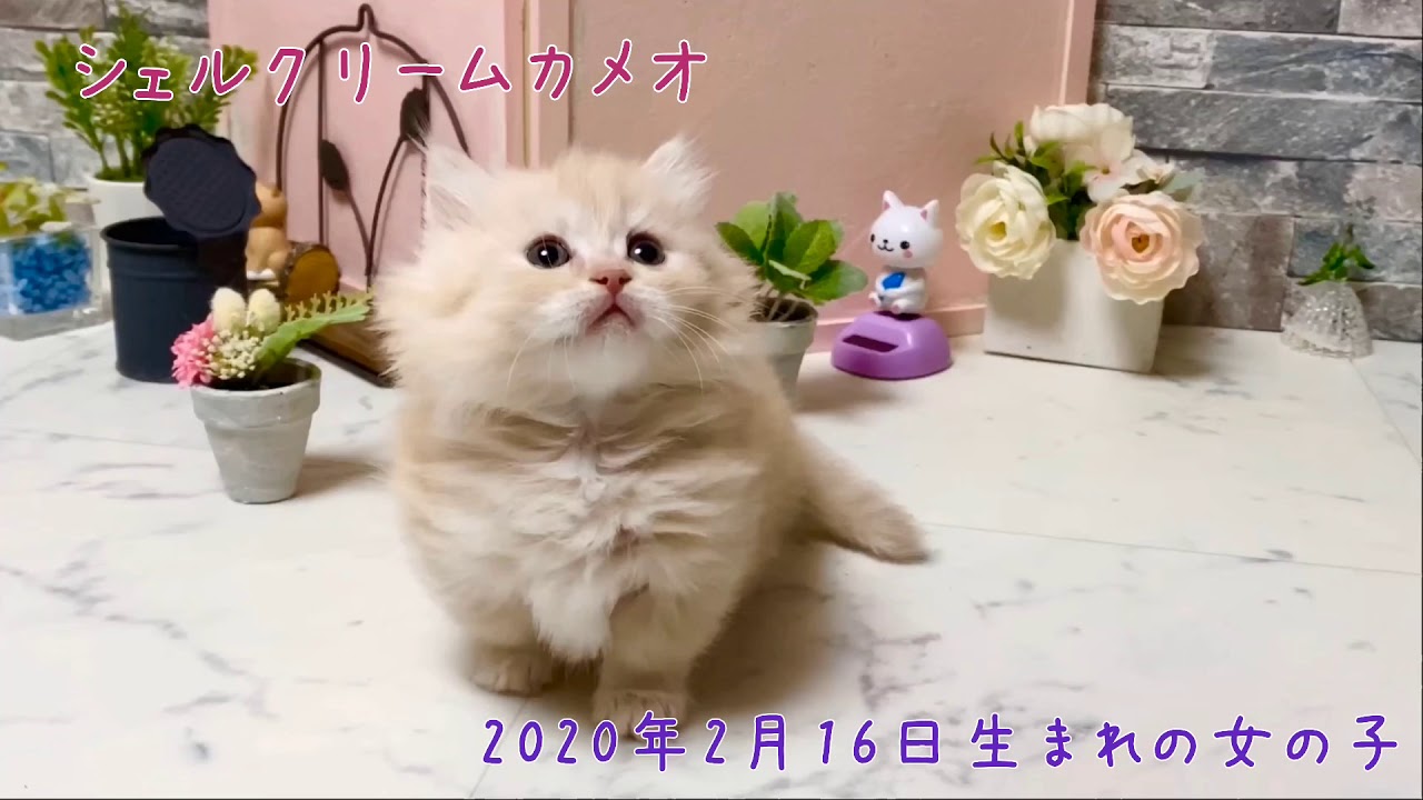 【ナナハチ’s ROOM】極短ミヌエット☆ロングヘア　シェルクリームカメオの女の子　20200401