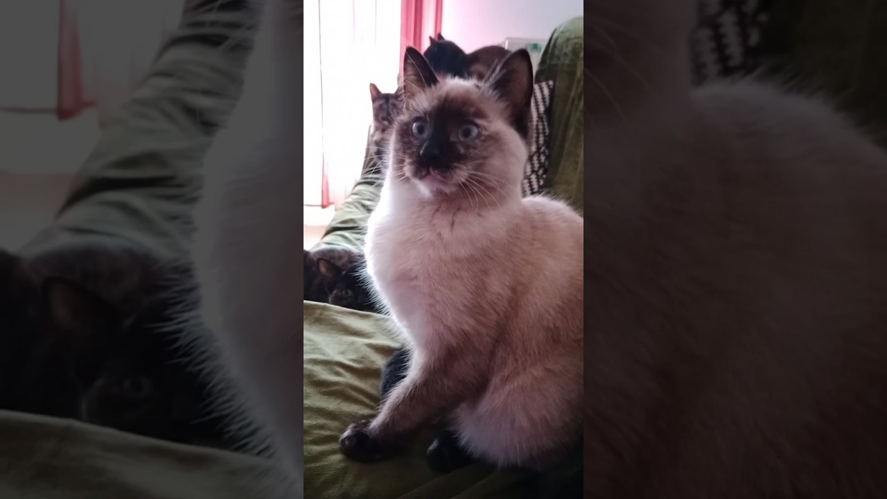 el patrón)son lindas #gatos #mexico #españa #tiktok #cat #barcelona #gatitos #colombia #gatos 🥰🥰🥰