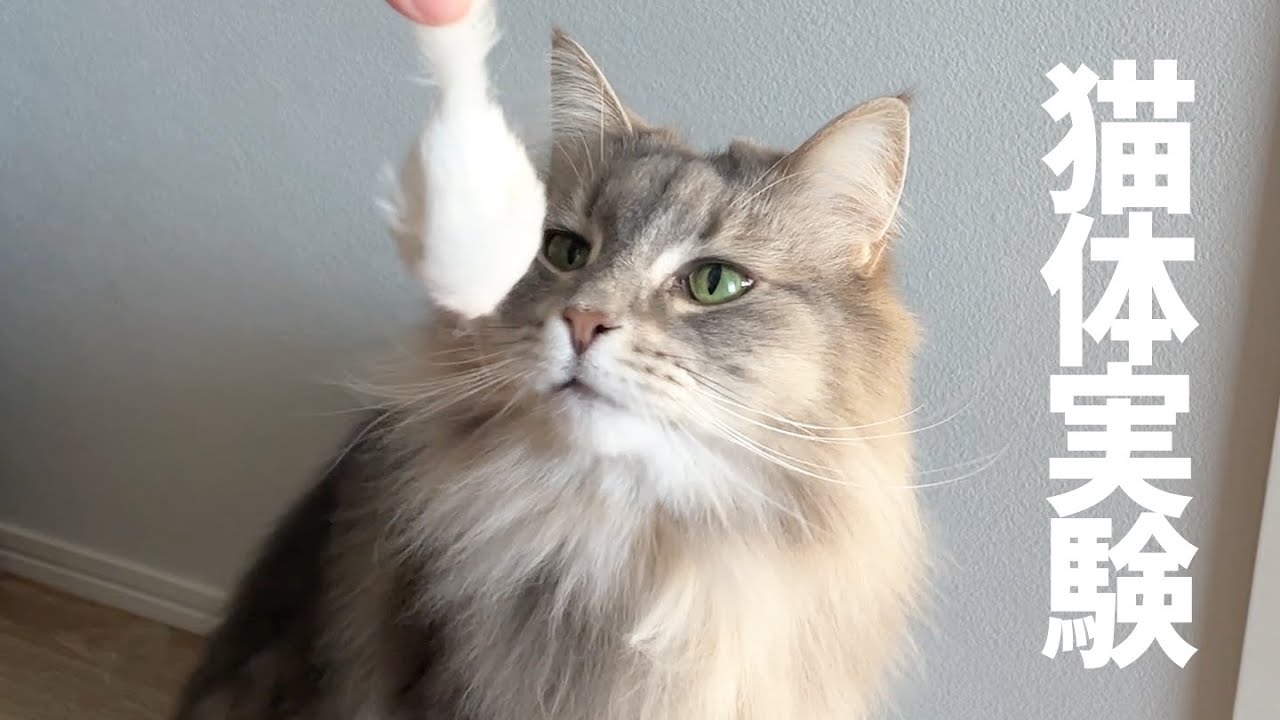 【猫体実験】猫さんがネズミさんと共存できるのか実験してみました。ノルウェージャンフォレストキャット