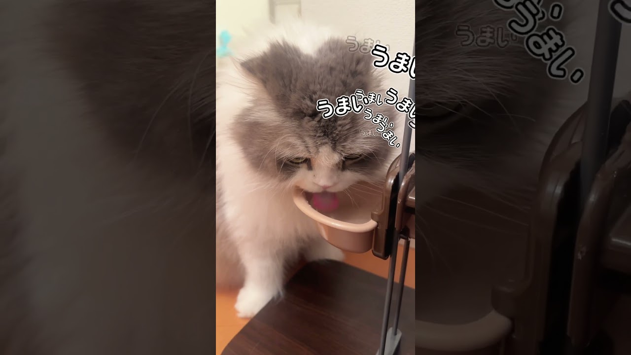 いつもと違う水飲み場に変えたら猫はどんな反応する？
