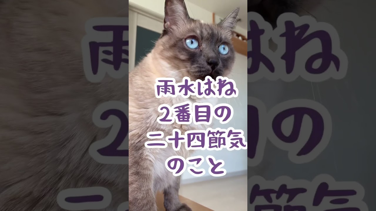 ご飯の時間が近くなりソワソワする猫#shorts #cat #2月19日#雨水#ラジオのある暮らし #ウラウラ