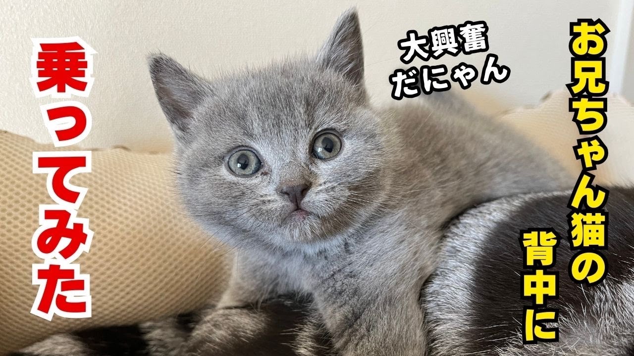シャルトリュー子猫【モモちゃん】2024.2.9