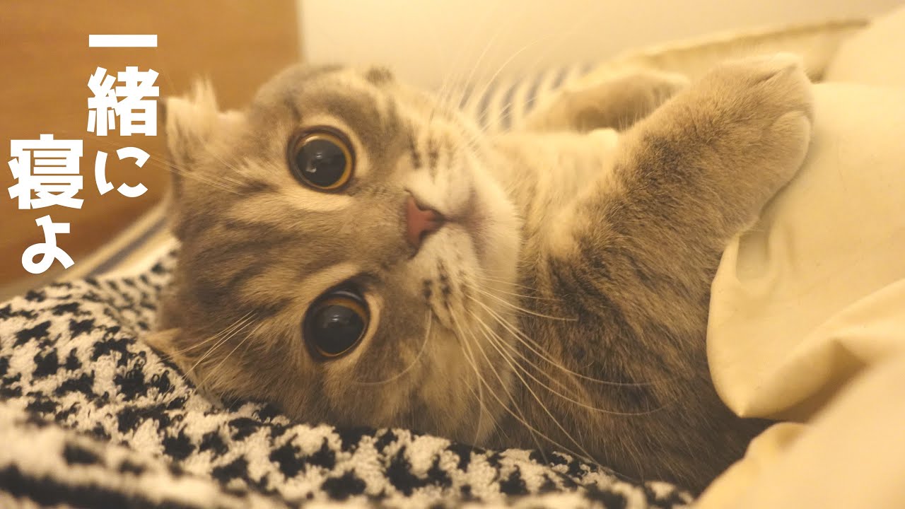 遊び疲れた猫がベッドから起き上がれなくなりました[マンチカンの銀時]