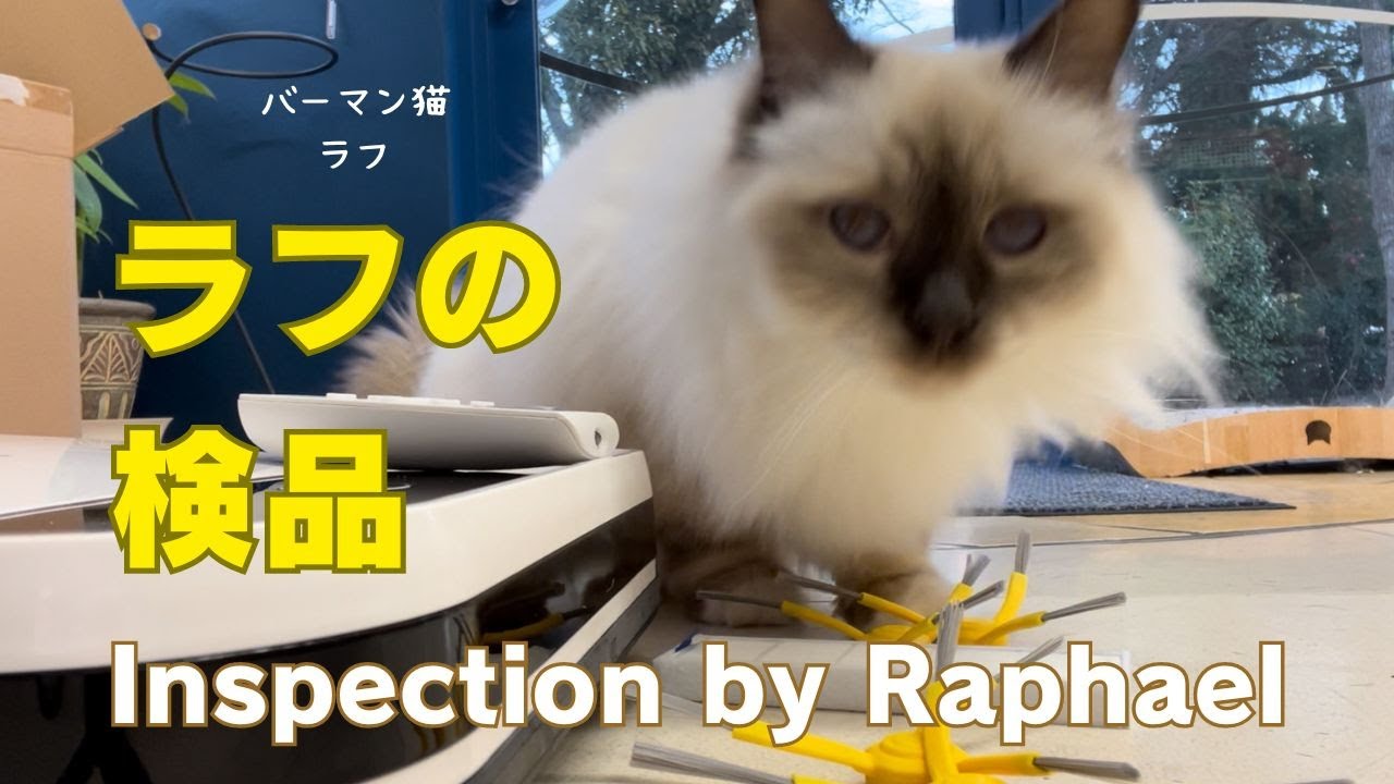 バーマン猫ラフとウリとガブ【ラフの検品】Inspection by Raphael（バーマン猫）Birman/Cat