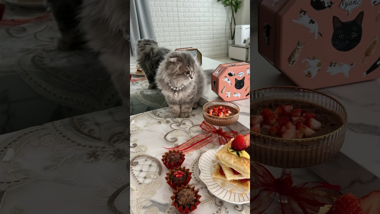 1年前のミニロア♡バレンタインver #子猫#猫#ねこ#ラグドール#スコティッシュフォールド#バレンタイン#バレンタインデー #cat#可愛い#癒し