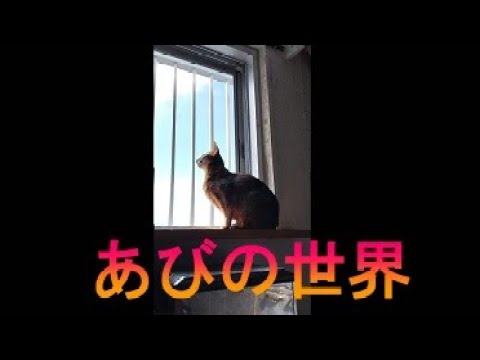 ネコ動画あび＃2986　あびの毎日　アビシニアン　あび