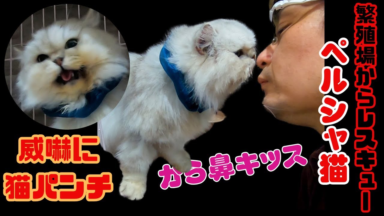 繁殖場からレスキューされてペルシャ猫　鼻キッスで甘えても猫パンチの威嚇（保護猫カフェ猫の木）Persian cat rescued from breeding farm looks menacing