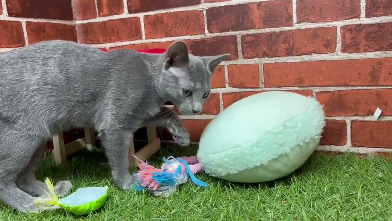 ペットショップCoo&RIKU　658762　ロシアンブルー