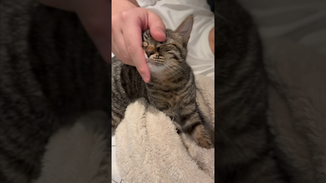 【猫動画】パパ帰宅が嬉しすぎてフミフミが止まらない子猫www #shorts