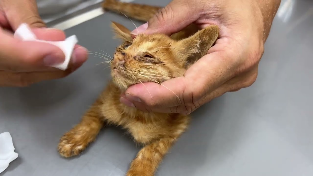 家の前に子猫が遺棄されました 【猫と一緒】№706