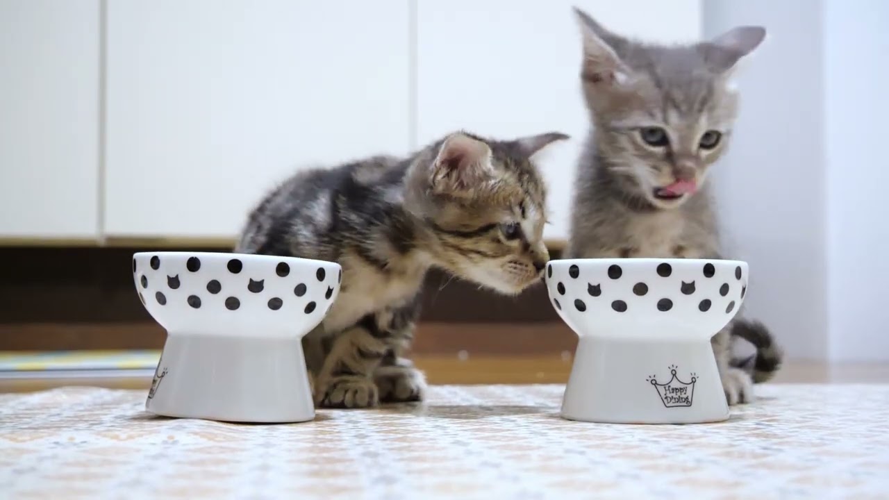 かわいい、鳴き声でおねだりした後は、隣のご飯が気になっちゃう子猫たち【赤ちゃん猫　保護猫】