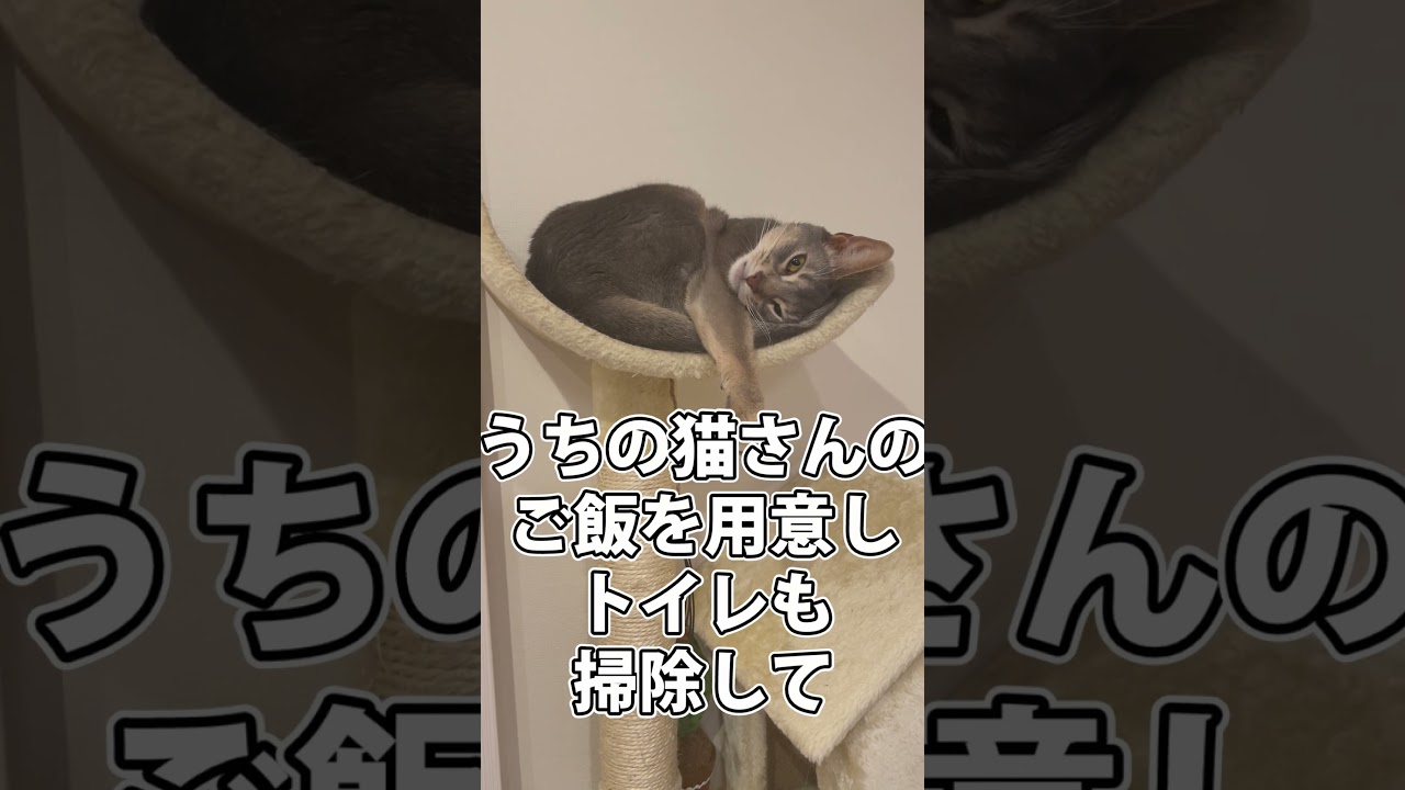 休日は結局昼に起きる【猫ミーム】shorts #猫 #アビシニアン