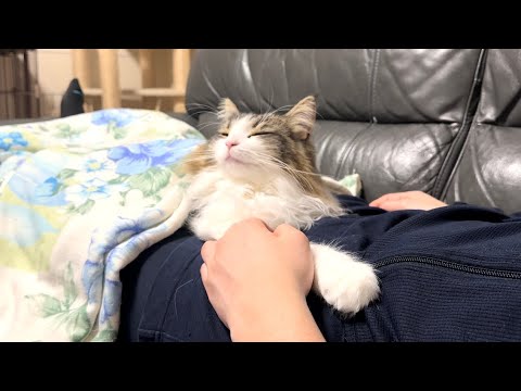 爆睡している飼い主の上で一緒に寝る甘えん坊猫がかわいすぎた