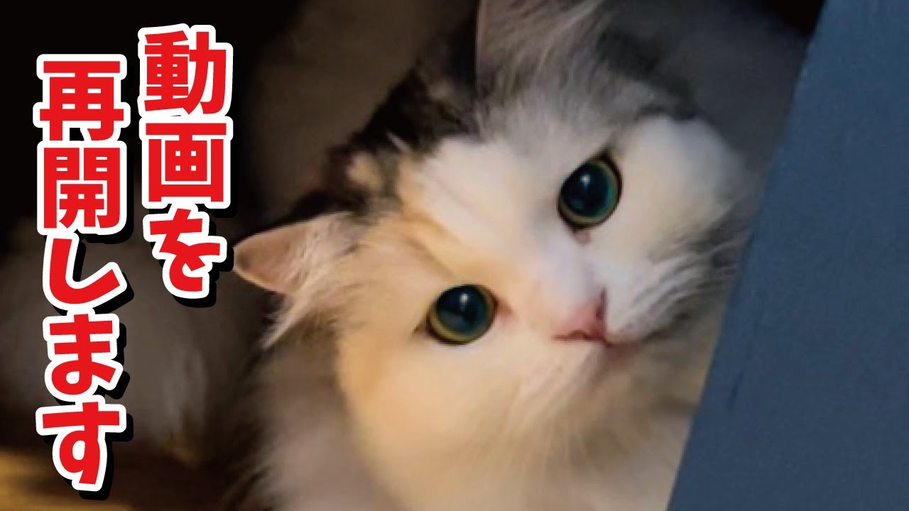 今日からつくしが復活します！【関西弁でしゃべる猫】【猫アテレコ】