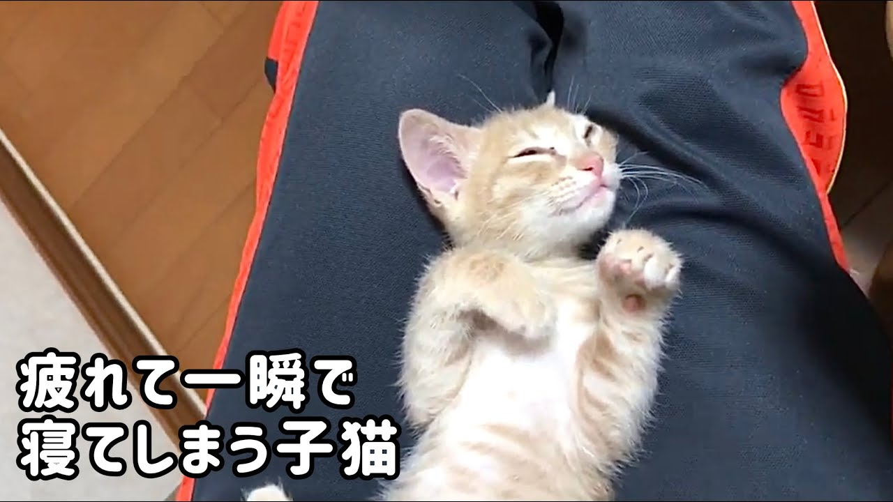 疲れて一瞬で寝てしまう子猫
