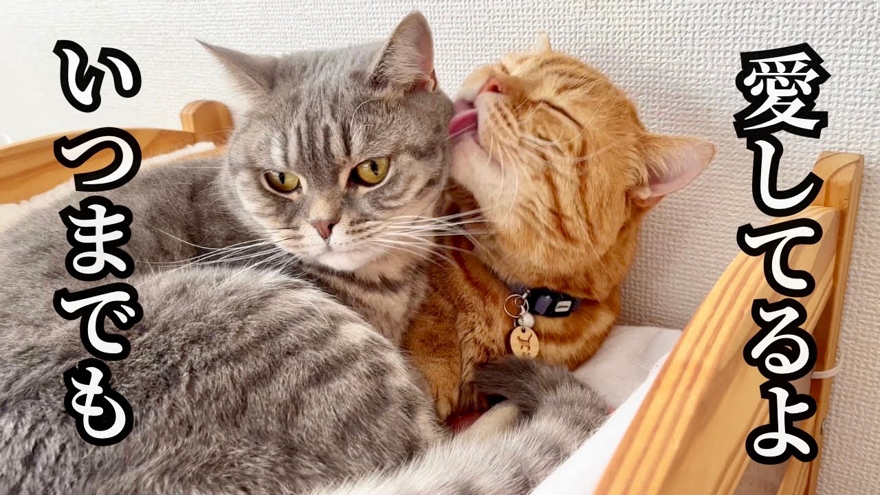 オス猫は子育てに参加しないし自分の子供を認識していない #猫 #マンチカン