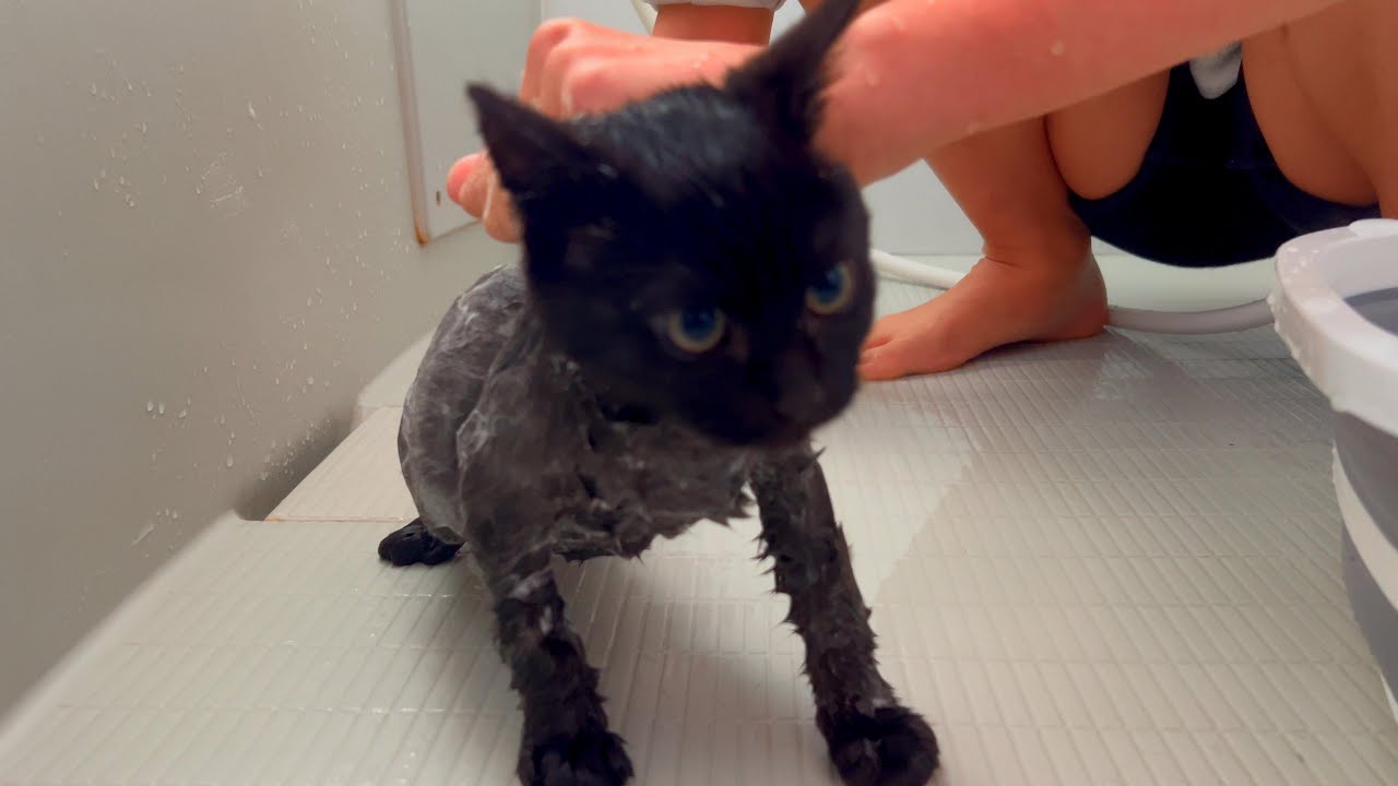 かわいい子猫のお風呂タイム‼水が苦手な夢良雅くん・・・～タオルに包まれる赤ちゃん猫〜
