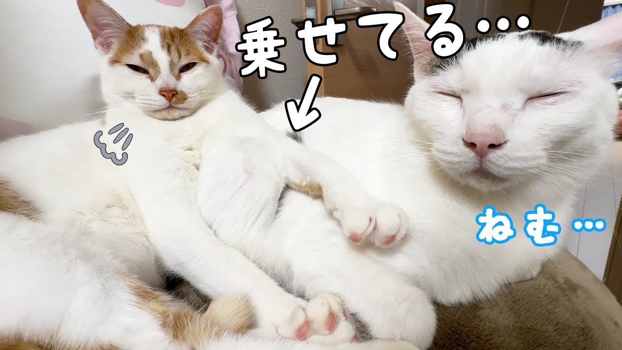 子猫トロしゃんがおっさんみたいになってきました…