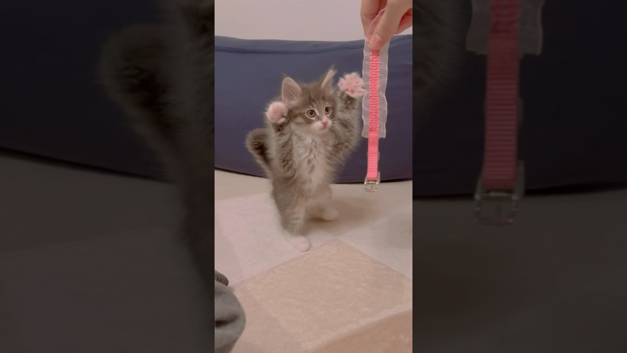 脱走防止の為に、策を付けたのにまさか⁉ #猫#shorts