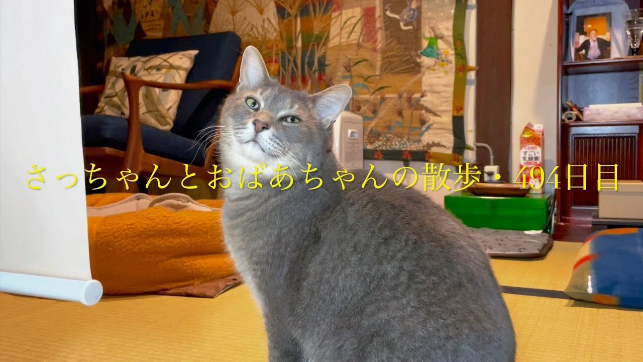#風の猫　長い間おばあちゃんを待って..　階段を降りてそのまま散歩に出かけた猫…【さっちゃんとおばあちゃんの散歩・494日】①～②・・・